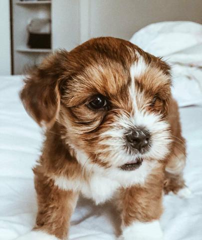 Lhasa apso macho - Foto 3