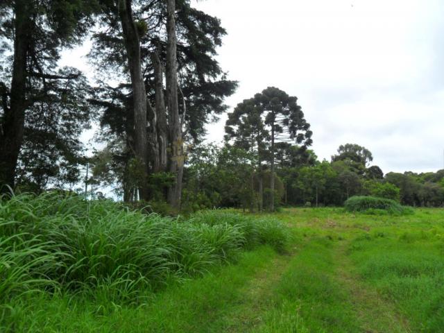 Terreno, Roseira, São José dos Pinhais-PR - Foto 3