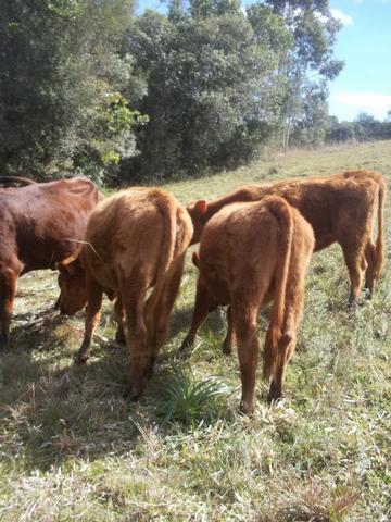 3 Novilhas Red prenhas e uma com cria ao pé
