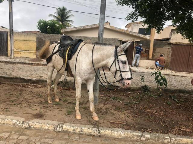 Burra chique