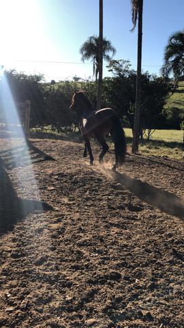 Cavalo mangalarga 4 anos - Foto 5
