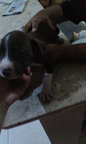 Pitbull - Foto 2