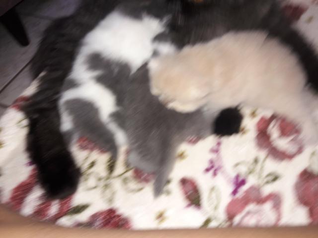 Gatos persas - Foto 4
