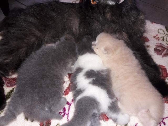 Gatos persas - Foto 5
