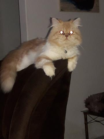 Gatos persas - Foto 2