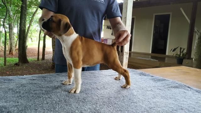 Filhotes de Boxer com registro Pedigree - Foto 3