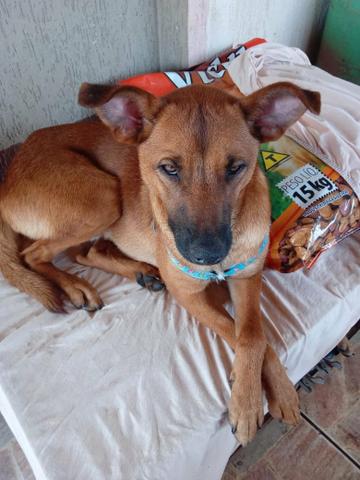 Cachorro pra doação