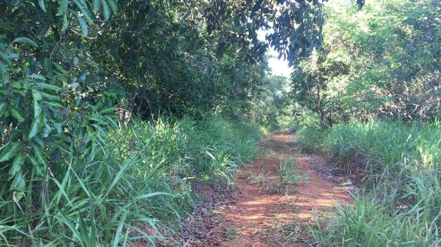 Fazenda 15 alqueires | 40 km Goiânia | 10 km dream park - Foto 3