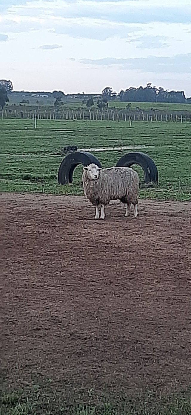 6 ovelhas penhas - Foto 3