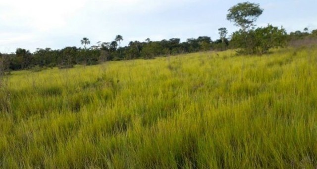 Fazenda em Ipueiras-TO. 50 mil.