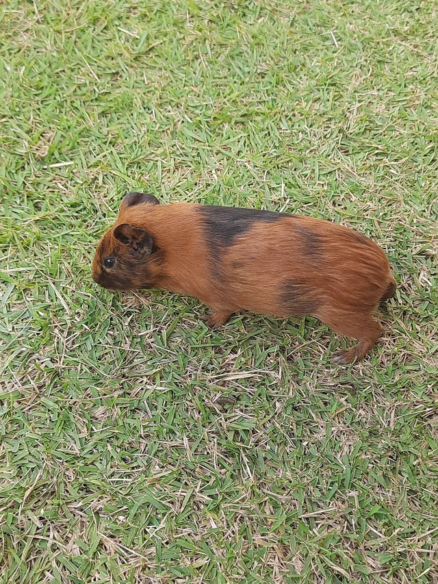 Vendo 3 filhotes de porquinhos da Índia