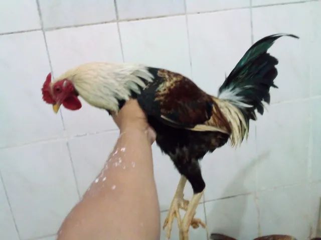 490 ideias de Frango & Galinha