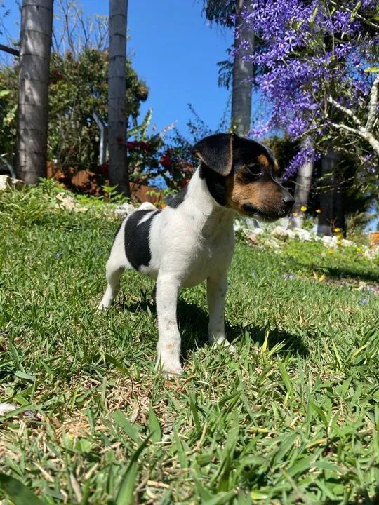 Fox Paulistinha filhotes mais belos