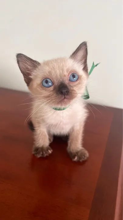 Gatos siameses para doação muito amorosos? - Foto 3