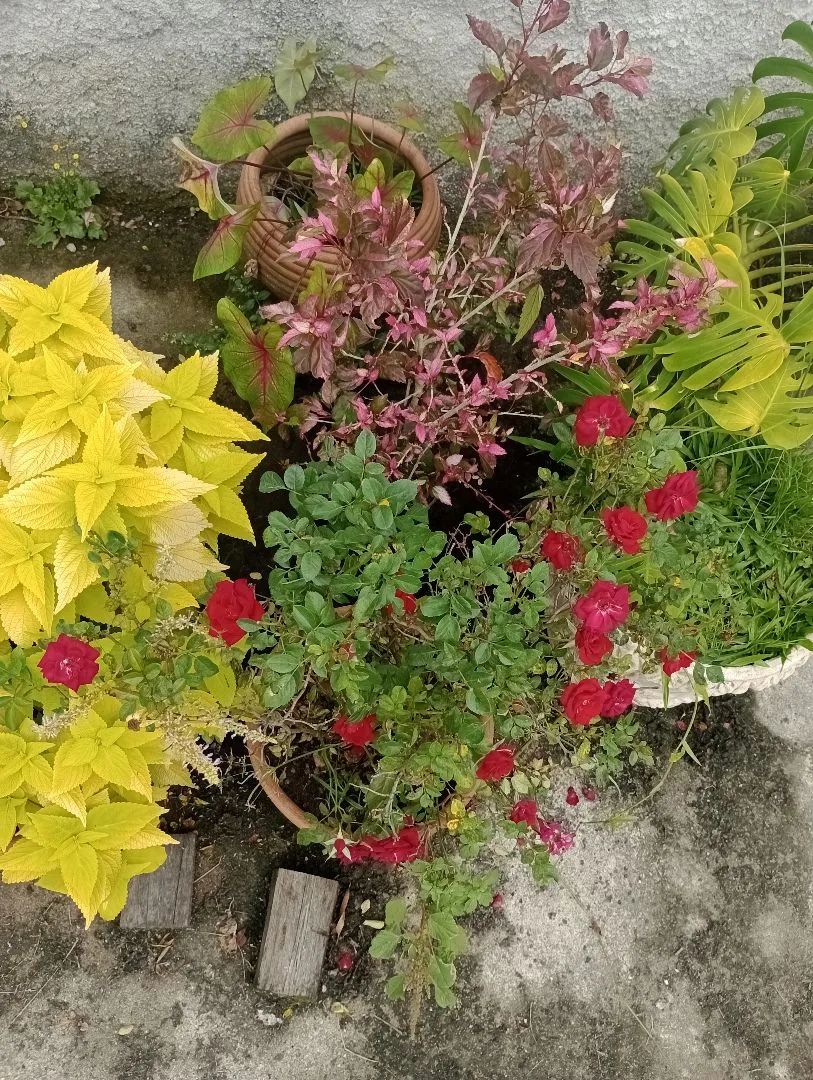 Plantas de várias espécies - Foto 3