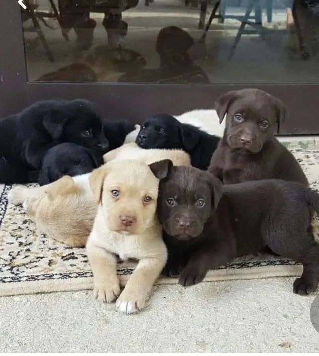 Labrador puro