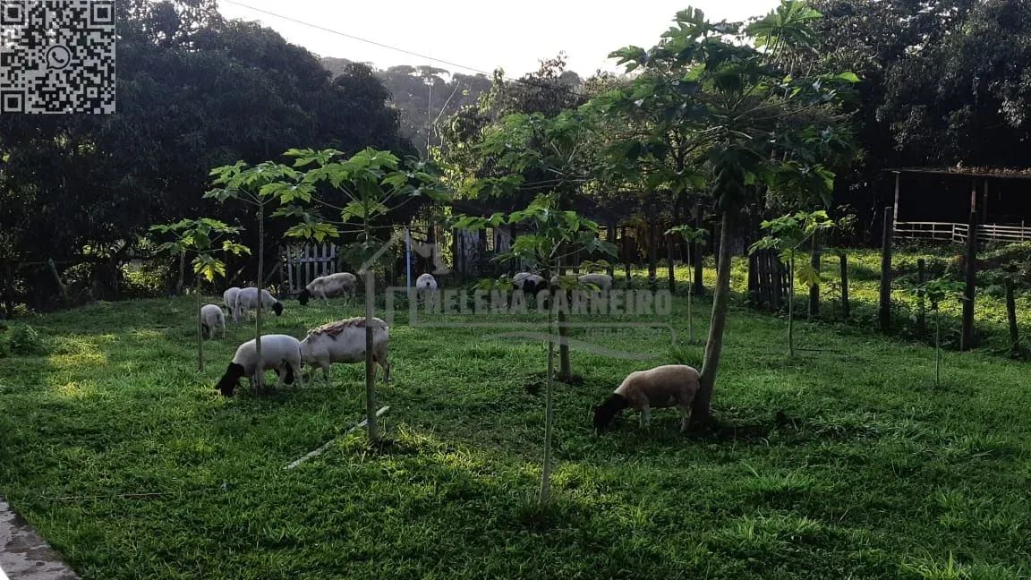 Paudalho  Sítio  Sítio em Paudalho, porteira fechada, 5 hectares - Foto 9