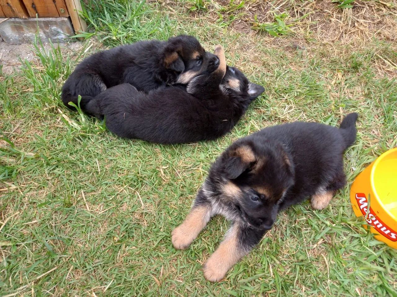 Filhotes Pastor Alemão - Foto 5