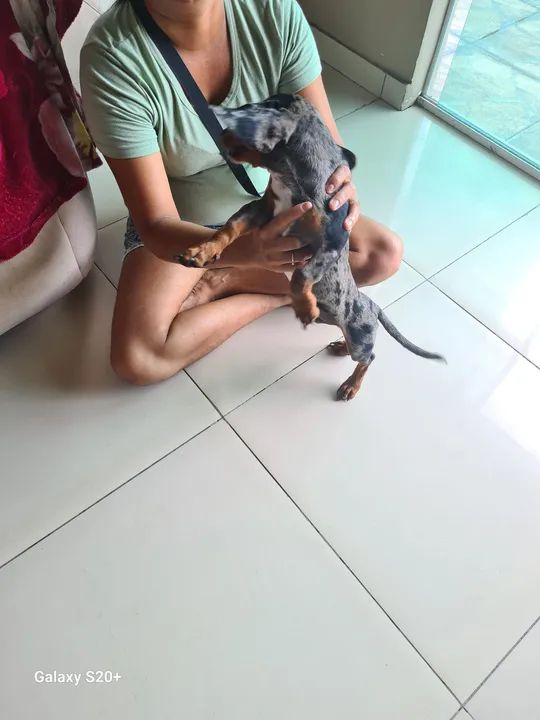 Dachshund salsicha macho  - Foto 2