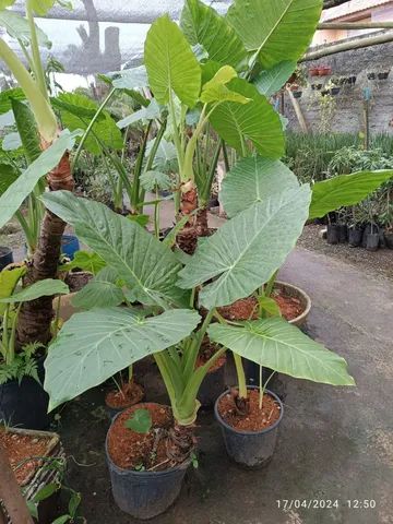 Alocasia Orelha de elefante ?