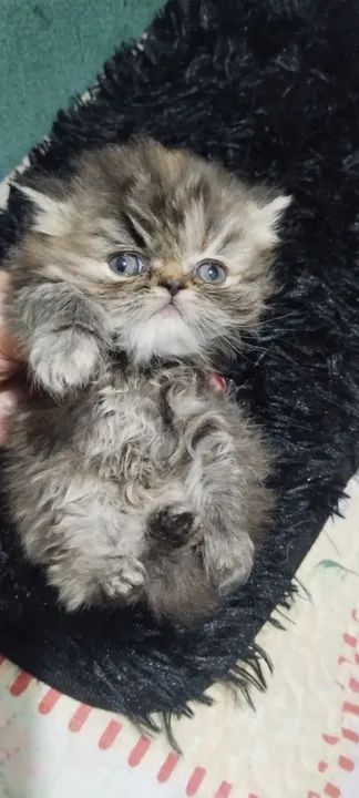 Persas filhotes a pronta entrega..  ...l - Foto 2