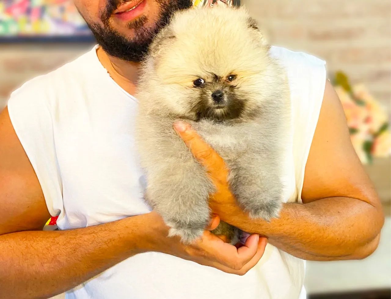 Spitz Alemão - Foto 2