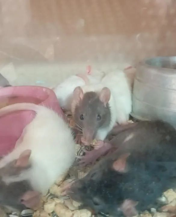 Bebês Twister  - Foto 4