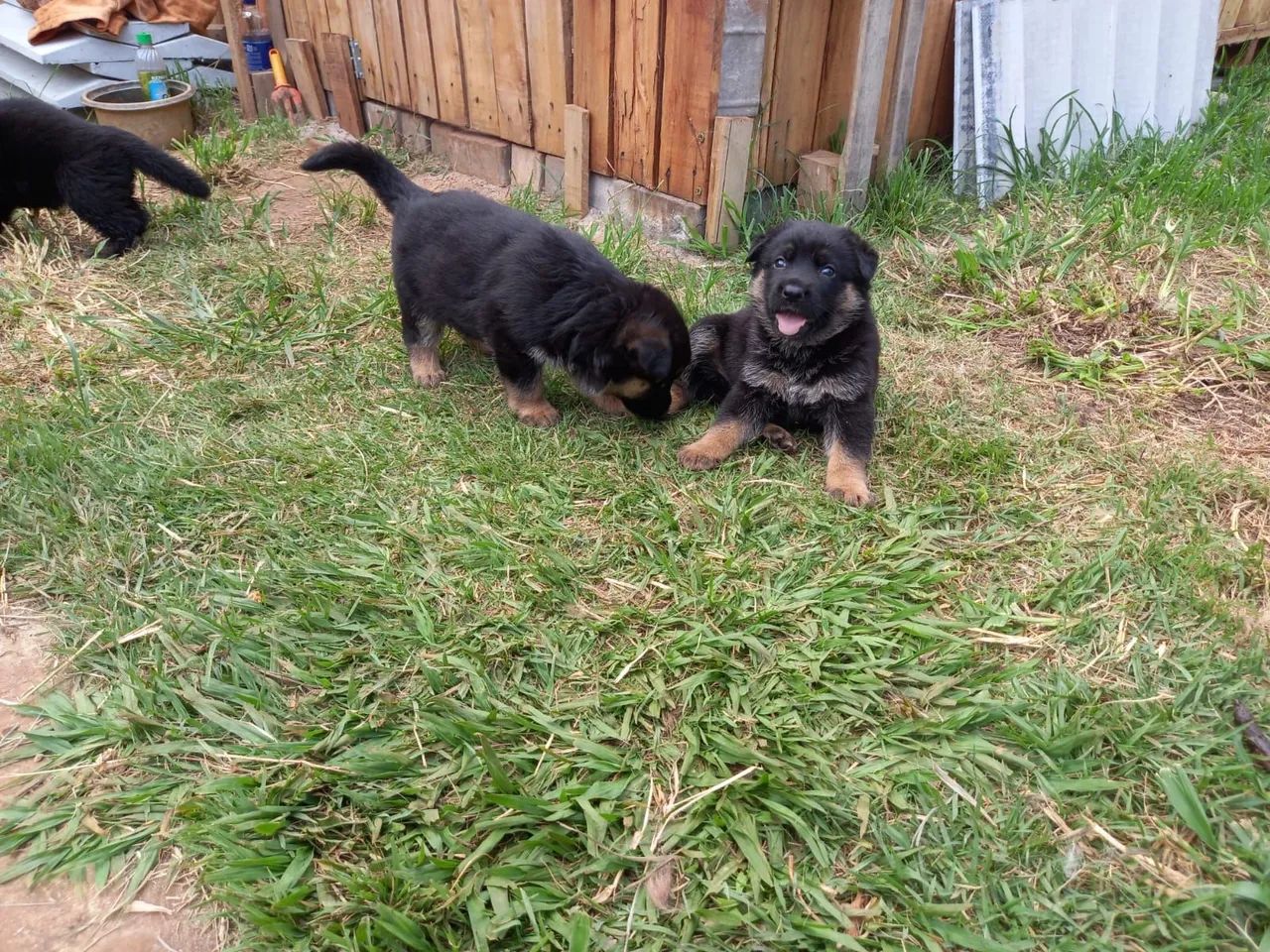 Filhotes Pastor Alemão - Foto 4