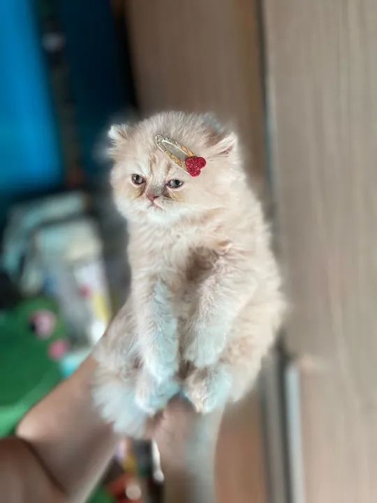 Persas filhotes a pronta entrega..  ...l - Foto 5