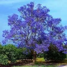  Jacarandá-mimoso ( Jacaranda mimosifolia) -vendo mudas - Foto 6