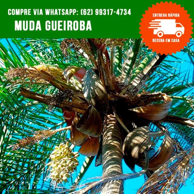 Muda de Gueiroba Guariroba