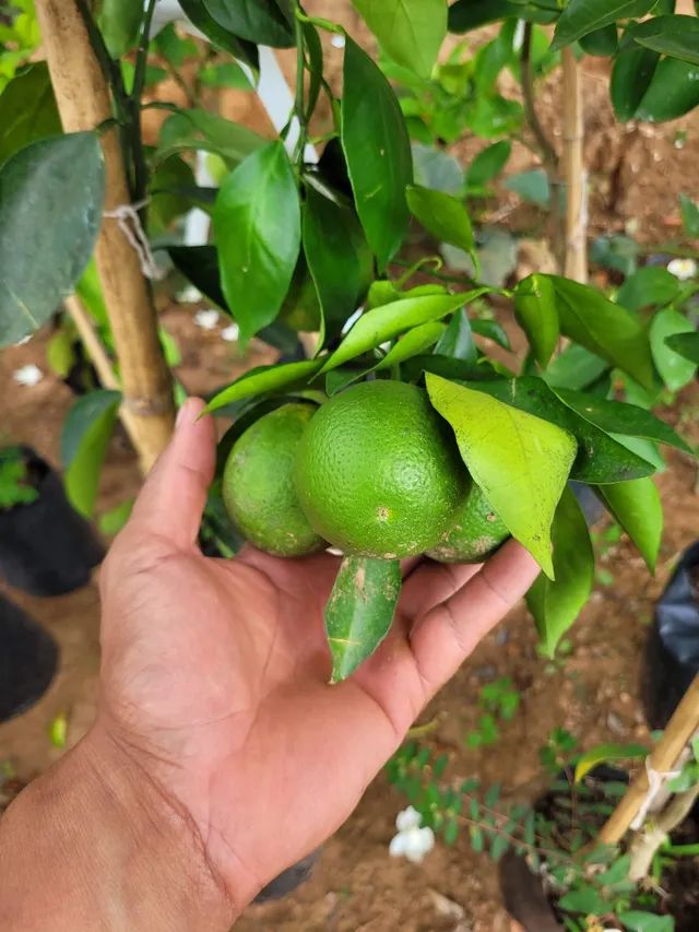 Mudas Frutíferas Enxertadas 