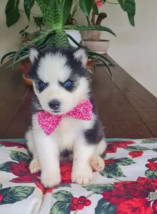 Husky Siberiano!! Faça sua reserva de Natal - Foto 2