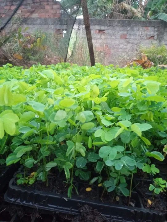 Mudas de Sansão do campo - Foto 2