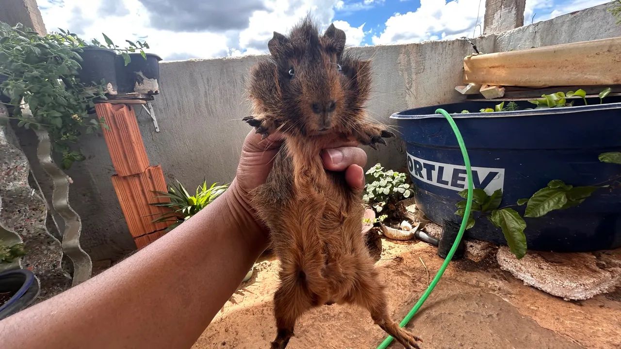 Porquinho da índia Prear 