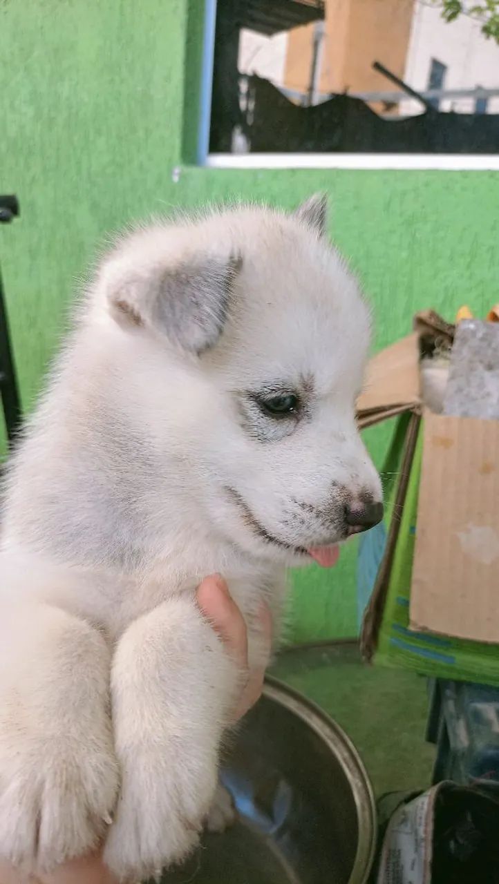 Filhote Husky Siberiano - Foto 6