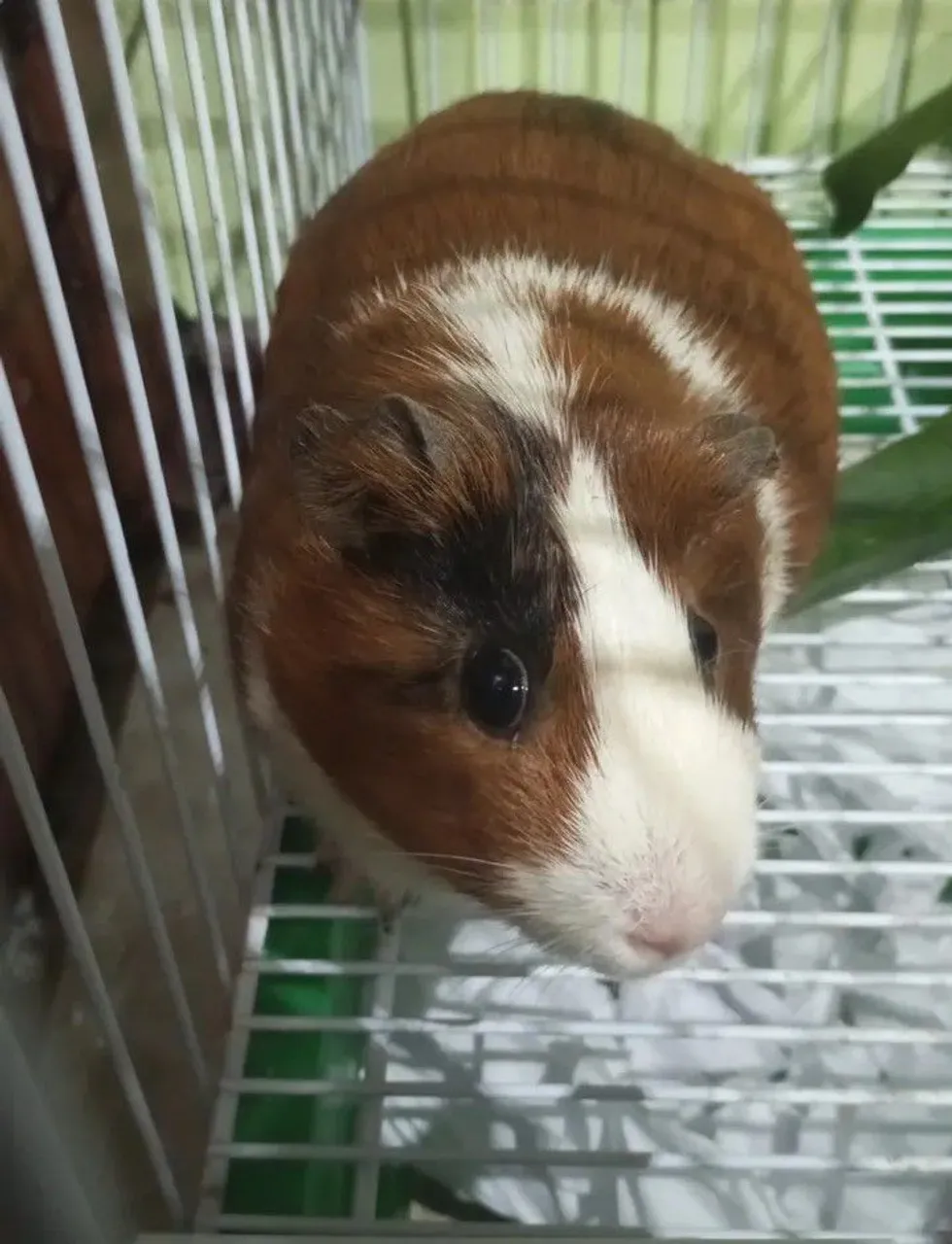 Porquinho da Índia fofo