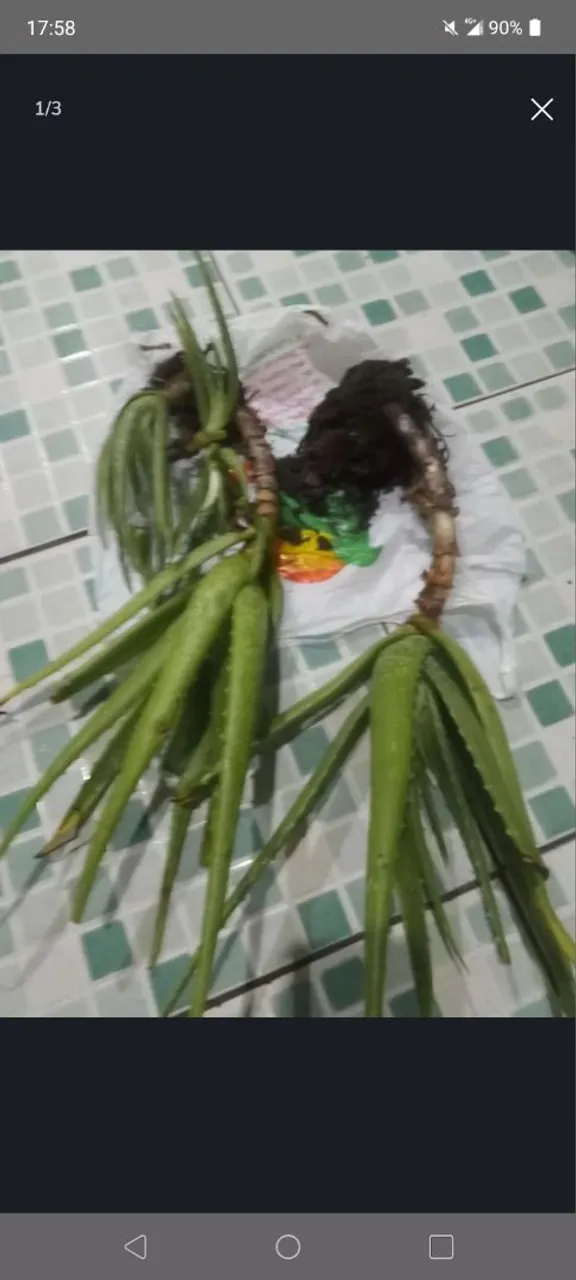 babosa