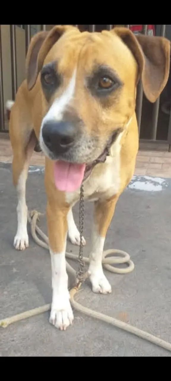 Adoção responsavel  - Foto 2