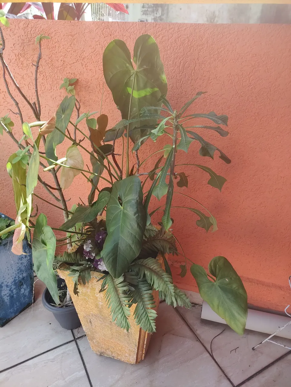 Vaso com Plantas