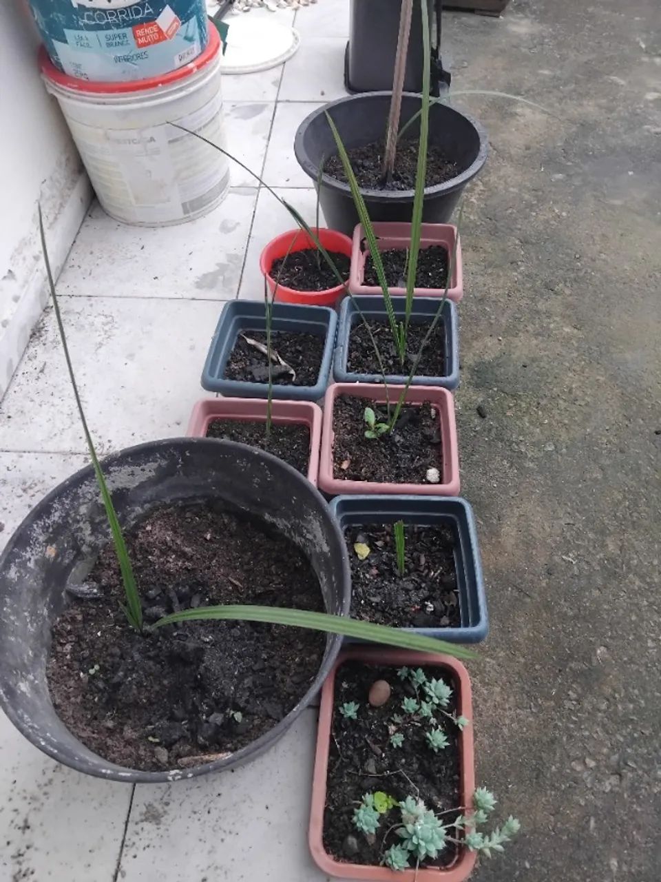 Tâmaras *  - Foto 5