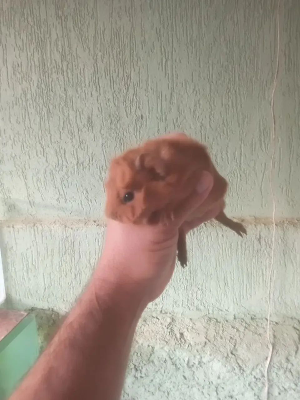 Vendo filhotes de porquinho da Índia abissinio  - Foto 2