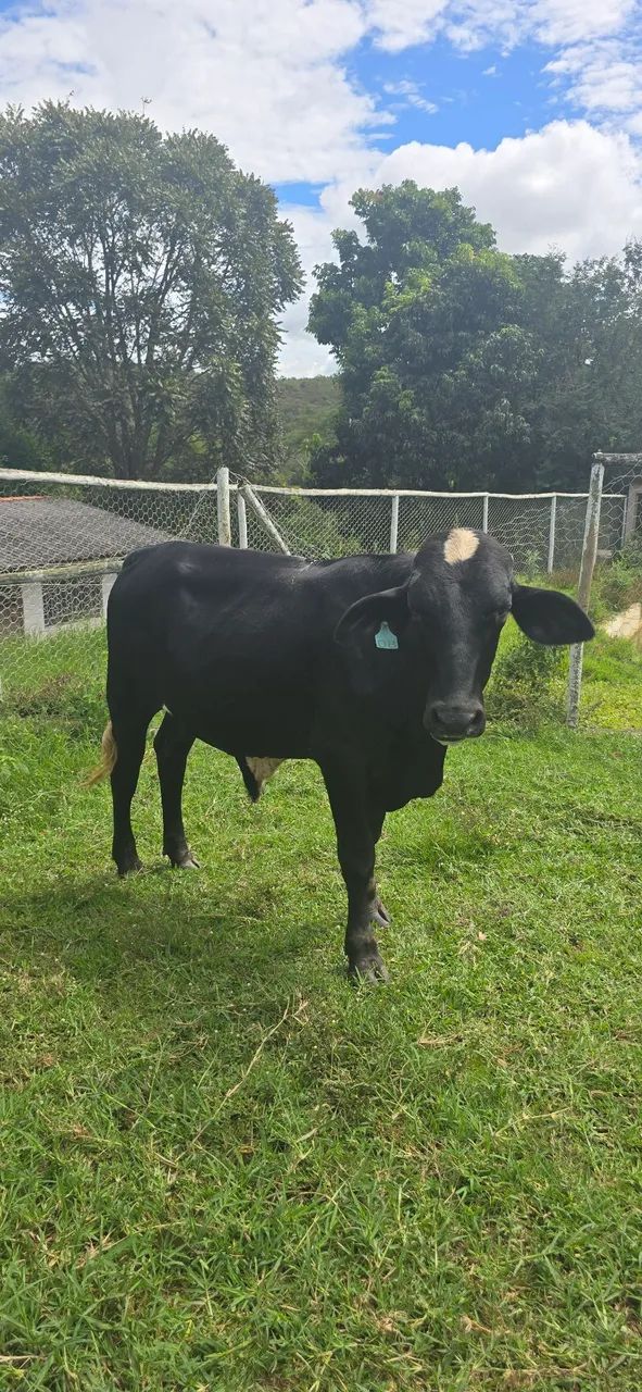 Vende-se bezerros  . A partir de 1.500