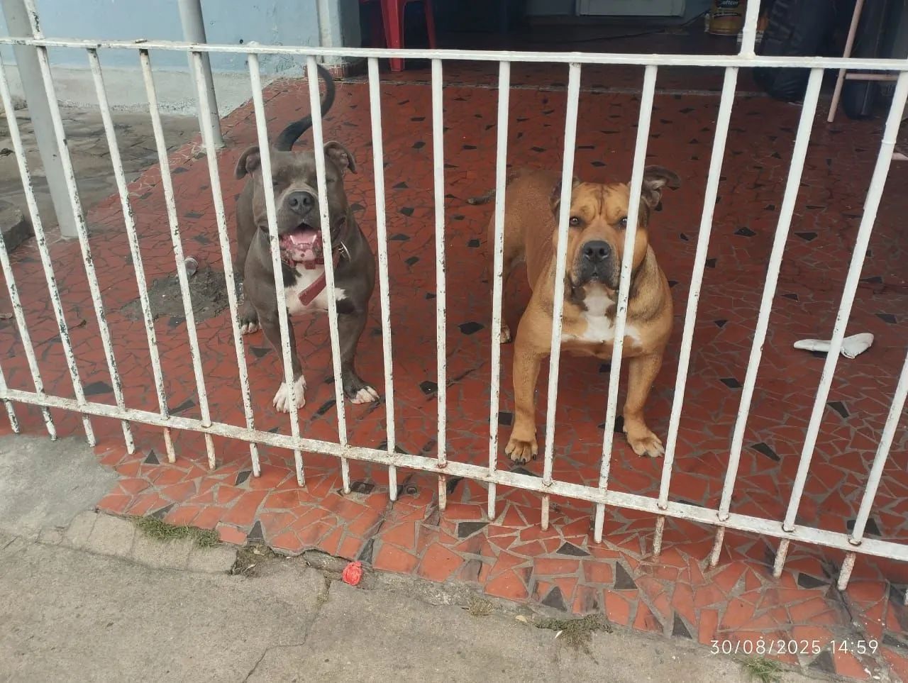 Filhote de América bully - Foto 6