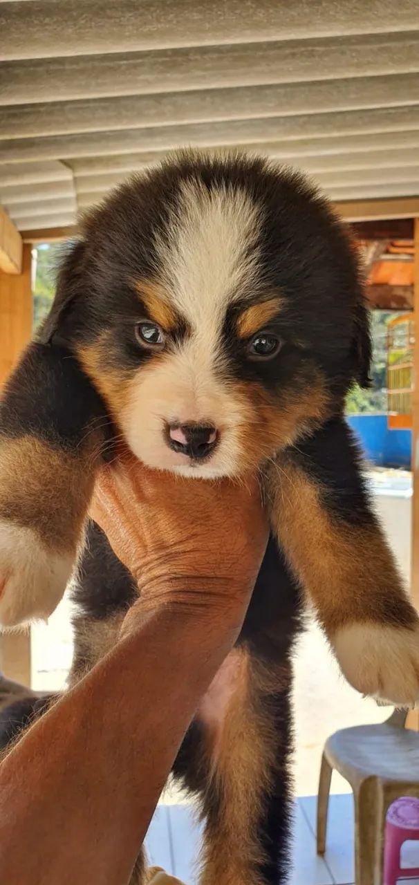 Bernese dos Sonhos - Loja Física, Vacinação Completa e Garantia!