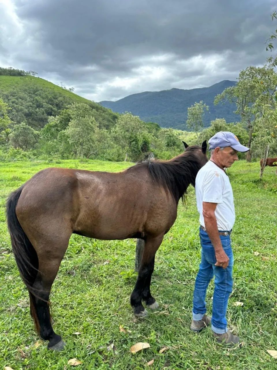 Cavalo castrado - Foto 3