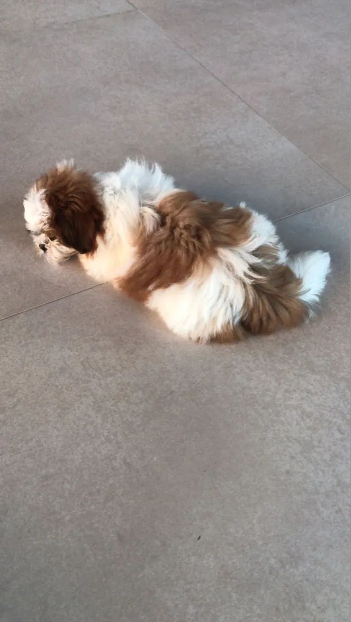 Vendo bb shitzu machinho 