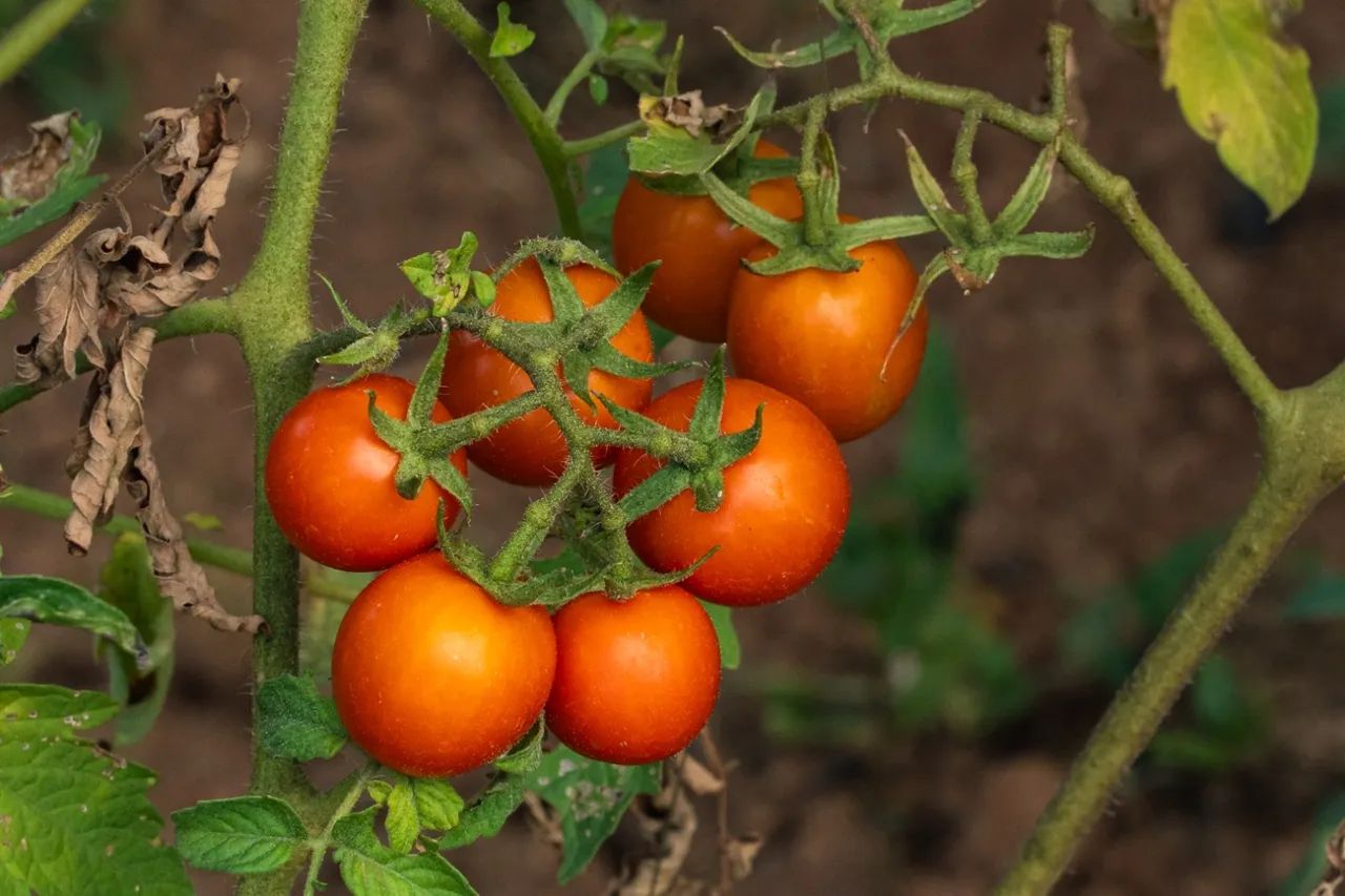 Maravilhosa fazenda 253 hectares rica Água - Foto 12