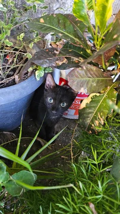 Doação de lindos gatinhos - Foto 5