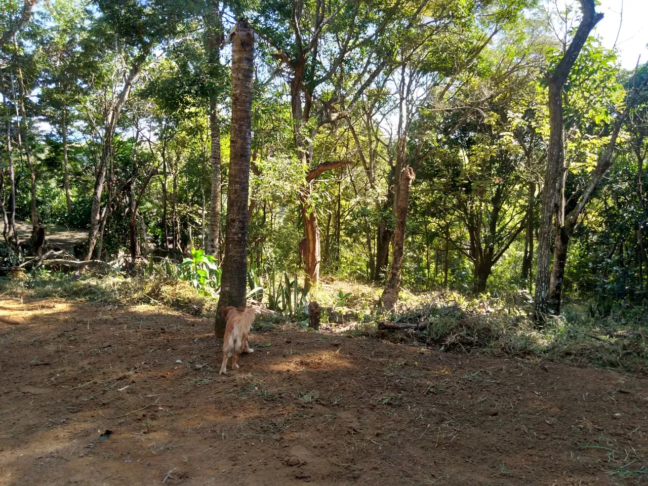 Chácara com 6.700.43mt2 próximo Cariacica Sede aceito veículo parte pagamento 3396-8084